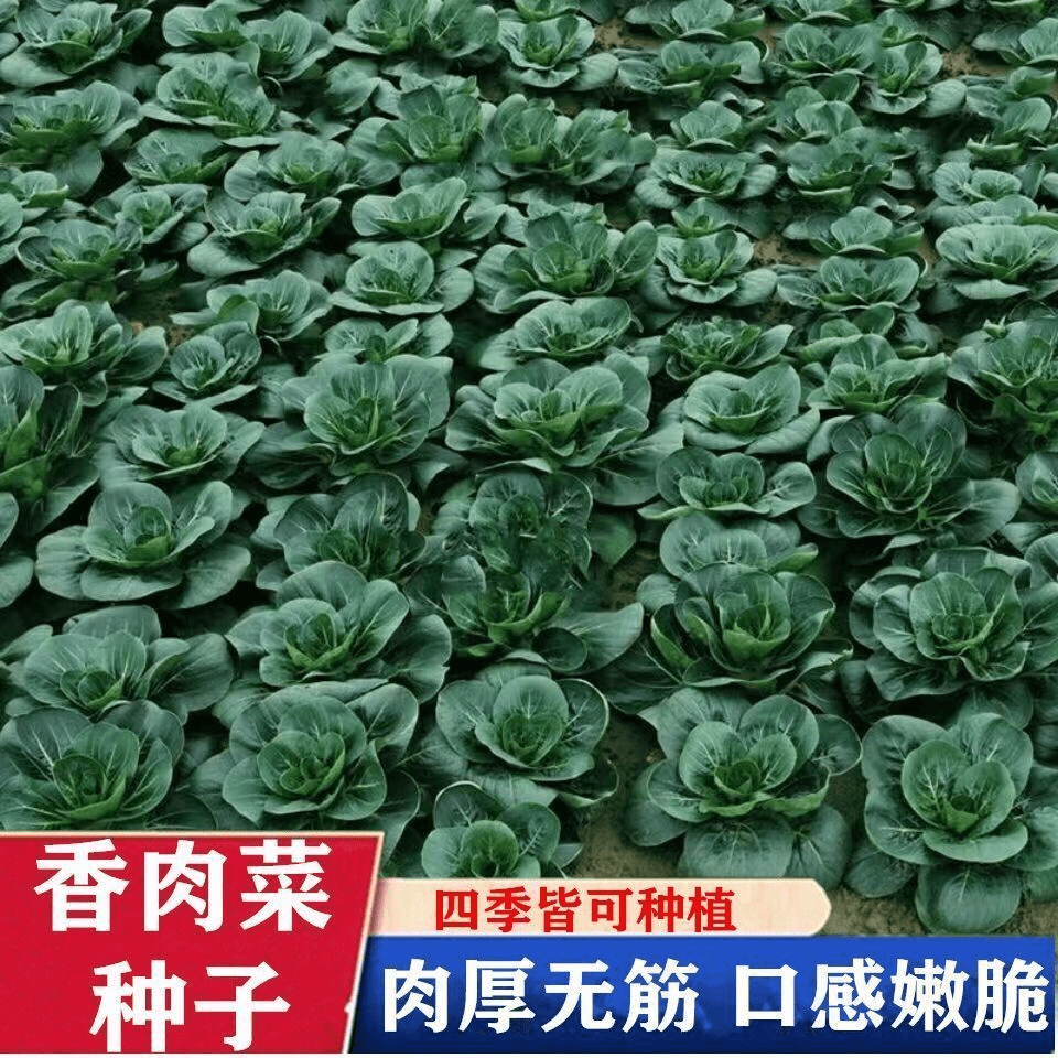 【蔬菜种子满5包送1】【今年新种】台湾香肉菜种子耐寒耐热春秋四