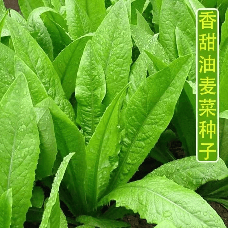 【蔬菜种子满5包送1】油麦菜种子四季播青菜种籽仔菜籽盆栽籽种蔬