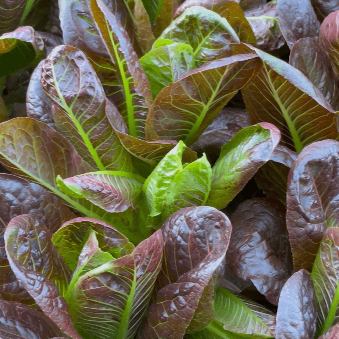 咖啡香麦菜种子红麦菜种籽清香油麦菜四季阳台盆栽耐寒蔬菜种子孑
