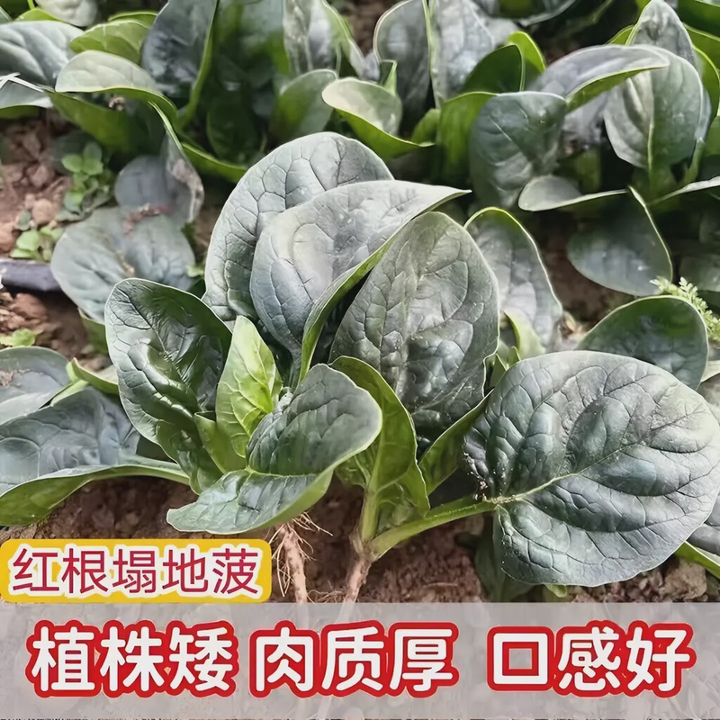 【蔬菜种子满5包送1】趴地菠菜种种植秋冬季耐寒籽种蔬菜越冬波菜