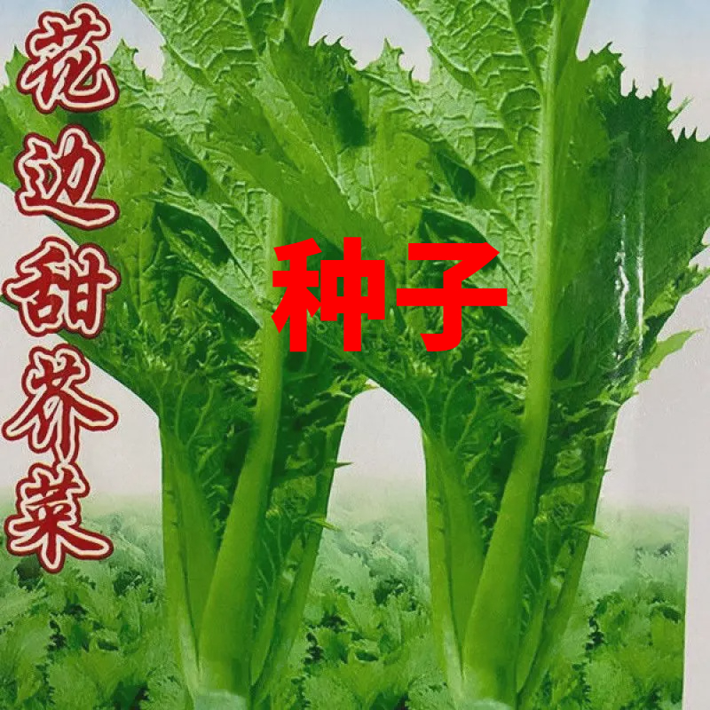【蔬菜种子满5包送1】甜芥菜种子农家花边甜芥菜青菜蔬菜种籽叶子