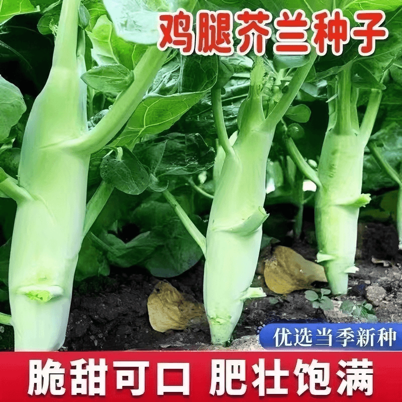 【蔬菜种子满5包送1】鸡腿芥蓝种子芥兰菜种籽秋季菜园庭院耐寒耐