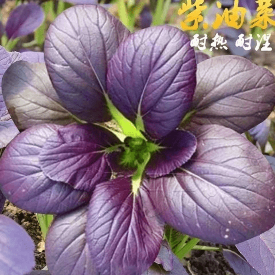 【蔬菜种子满5包送1】紫油菜种子紫罗兰苏州青青梗菜种子庭院阳台