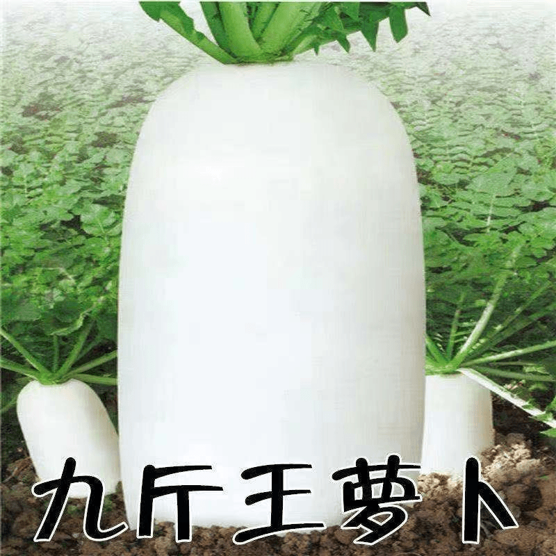 【蔬菜种子满5包送1】九斤王种子白萝卜种籽蔬菜种子不空心春萝卜籽