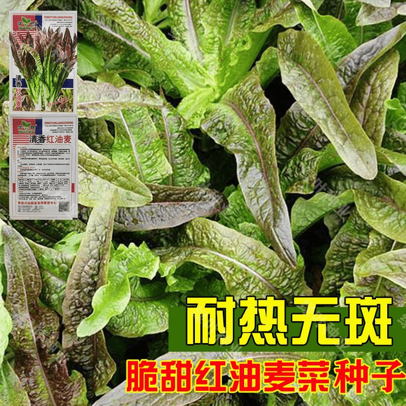 【蔬菜种子满5包送1】甜脆红油麦菜种子 抗热无斑紫红油麦菜种籽 