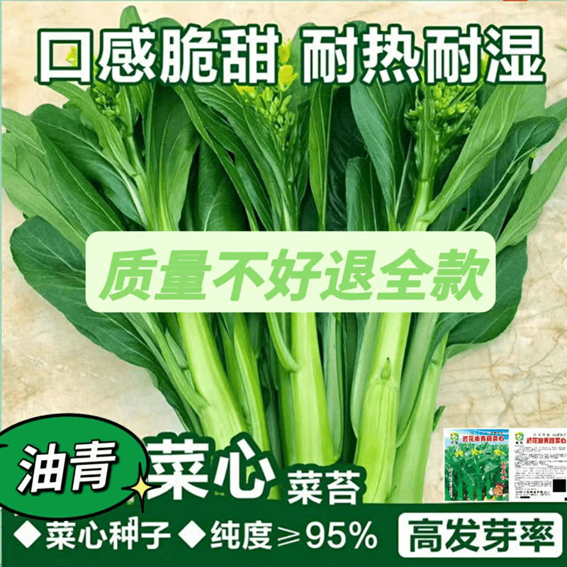 【蔬菜种子满5包送1】油青甜菜心种子早熟耐高温春秋四季超甜