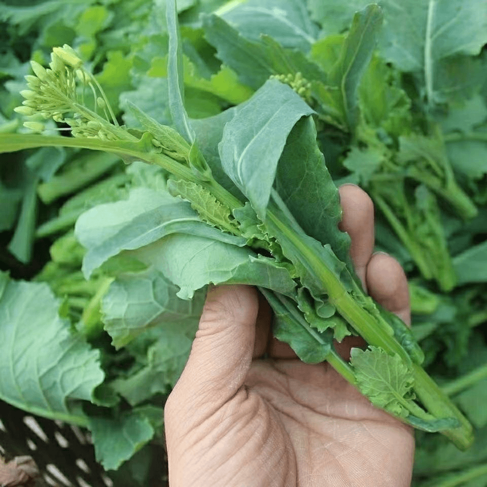 【蔬菜种子满5包送1】早熟油菜苔种子耐热高产春季四季播南蔬菜种