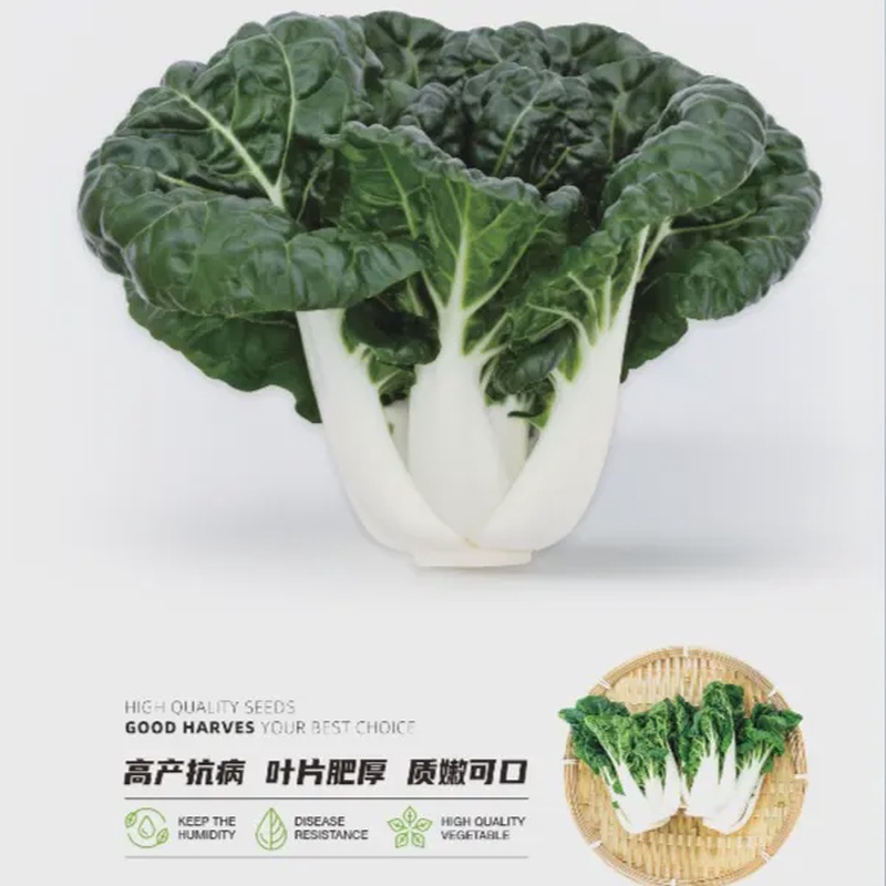 【蔬菜种子满5包送1】奶油白菜种子阳台花盆菜园子