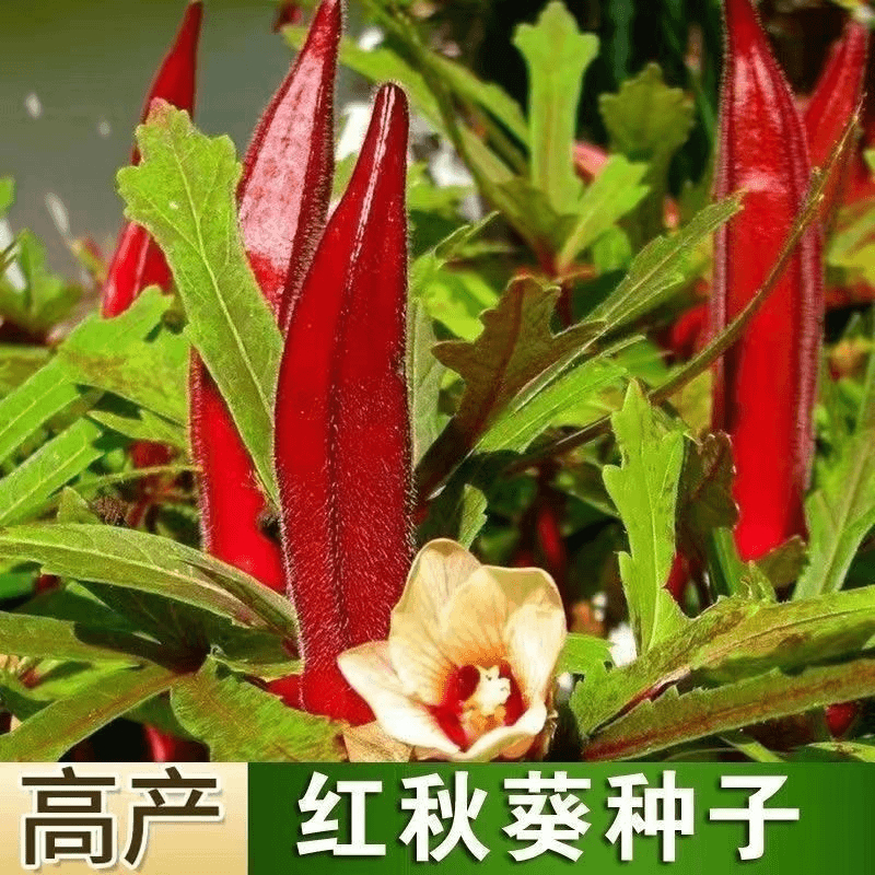 【蔬菜种子满5包送1】红秋葵种籽水果秋葵种子春夏季播耐热农家小
