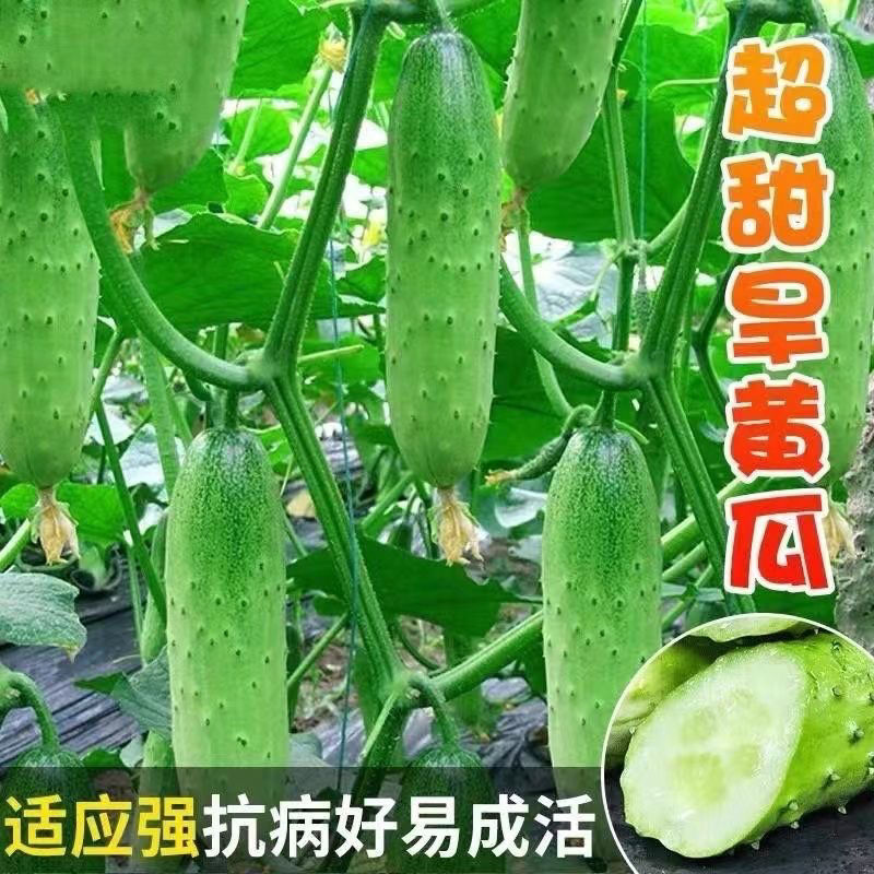 【全店满5包送1包】甜脆节节瓜种子黄瓜种子老式黄瓜籽旱黄瓜耐热庭