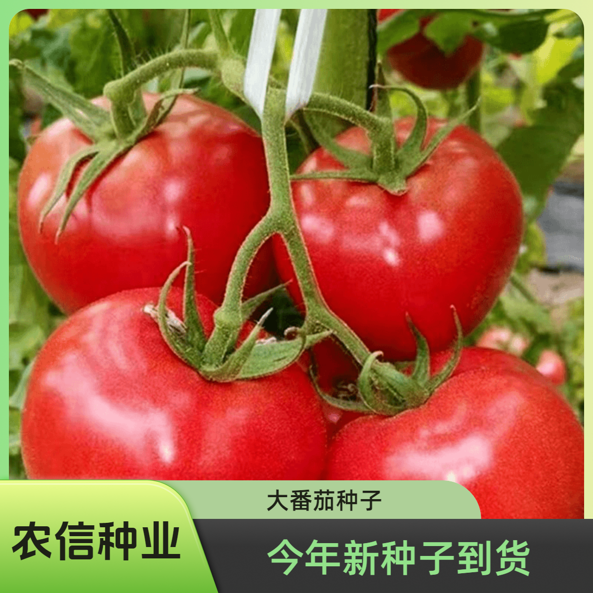 【满5元包邮】大番茄种子红果大西红柿阳台春季秋季抗高温农家菜