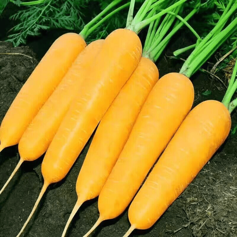 【蔬菜种子满5包送1】齐头黄胡萝卜特色黄参种阳台春秋种植四季蔬