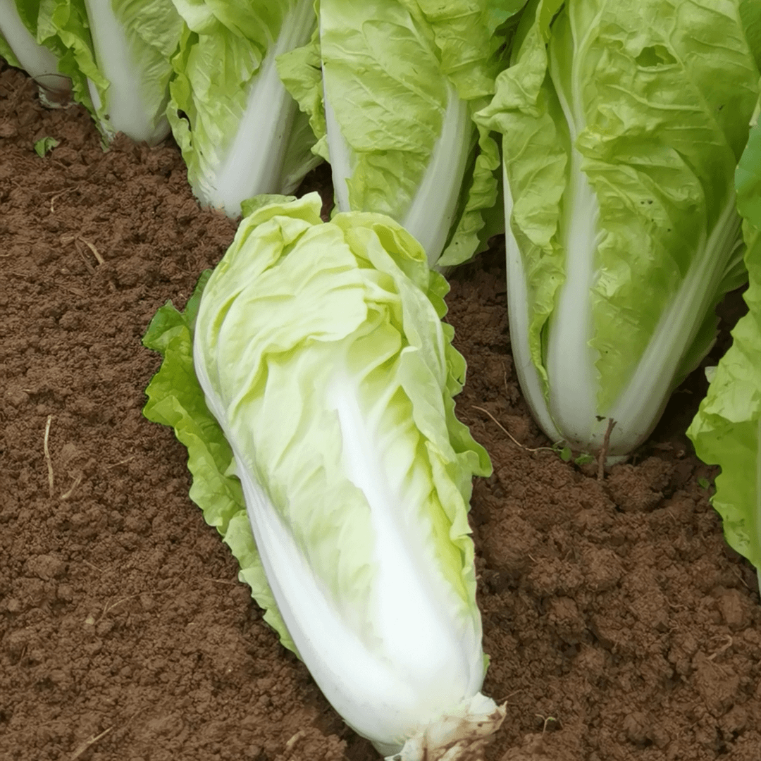 四季奶油小白菜25天速生鲜嫩耐热耐寒抗病蔬菜种子可种阳台小院