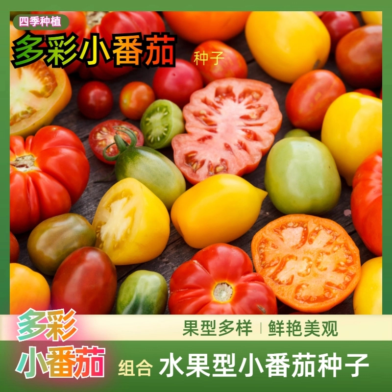 多彩混装小番茄种子彩色西红柿四季易播阳台盆栽蔬菜当季水果种子