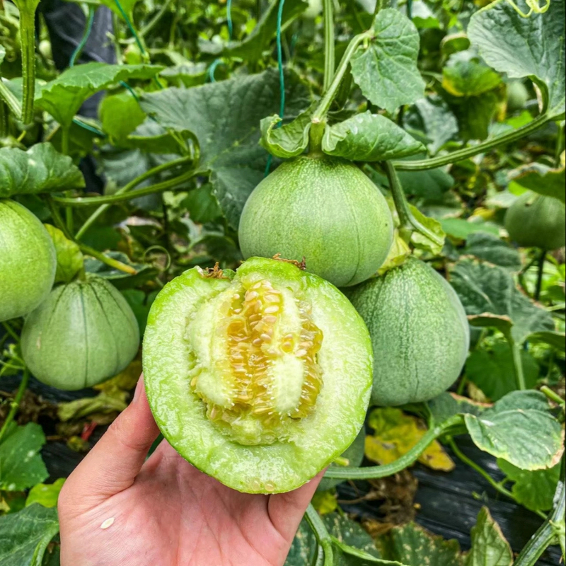 绿宝石甜瓜子薄皮香瓜种籽菜园阳台庭院盆栽四季种植蔬菜水果种子