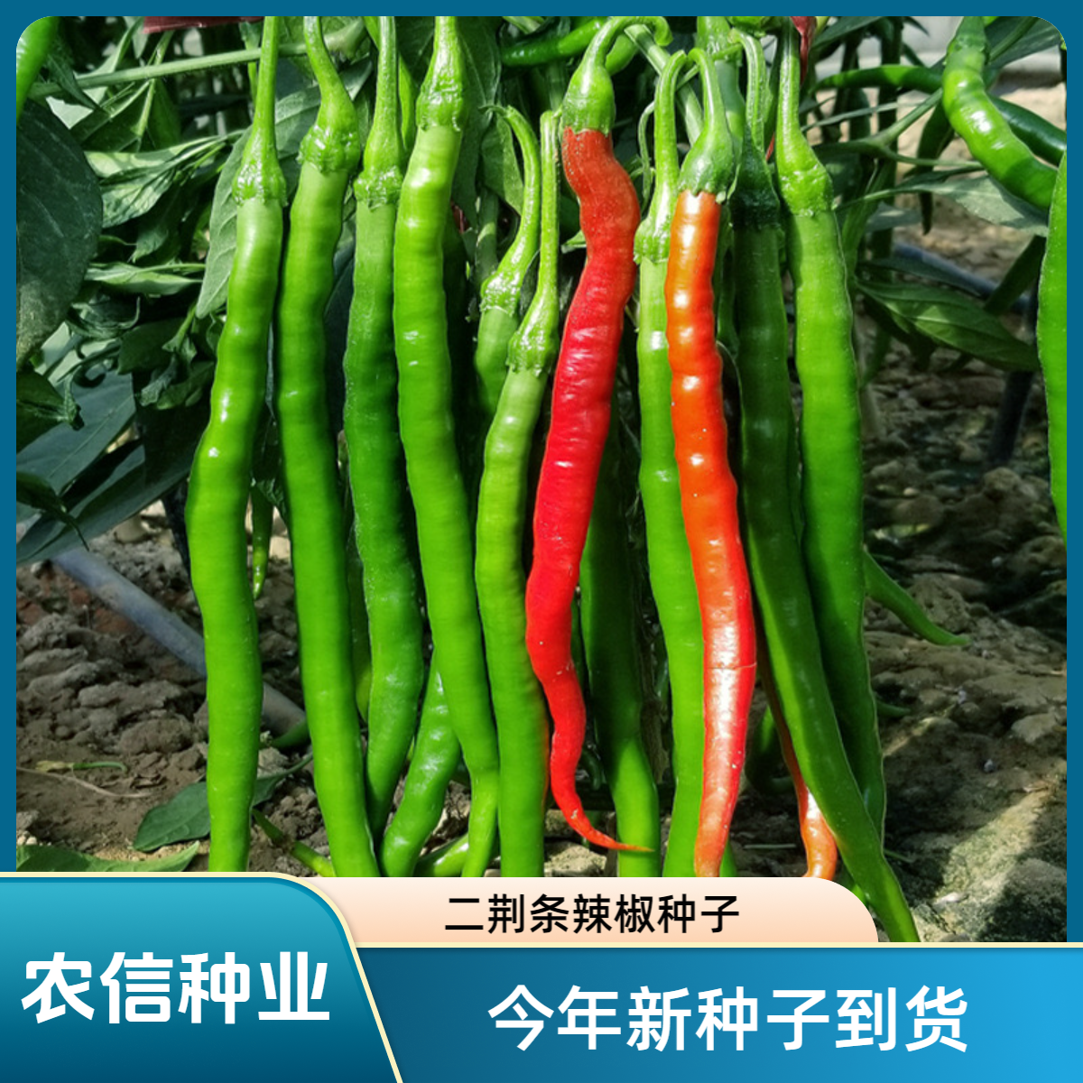 【蔬菜种子满5包送1】香辣二金条长线椒种子四川二荆条辣椒种子四