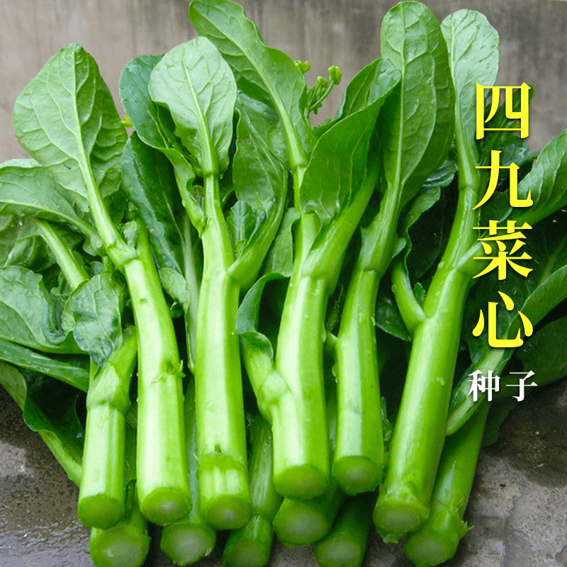 【蔬菜种子满5包送1】四季甜菜苔/红菜苔/白菜苔种子种植蔬菜种