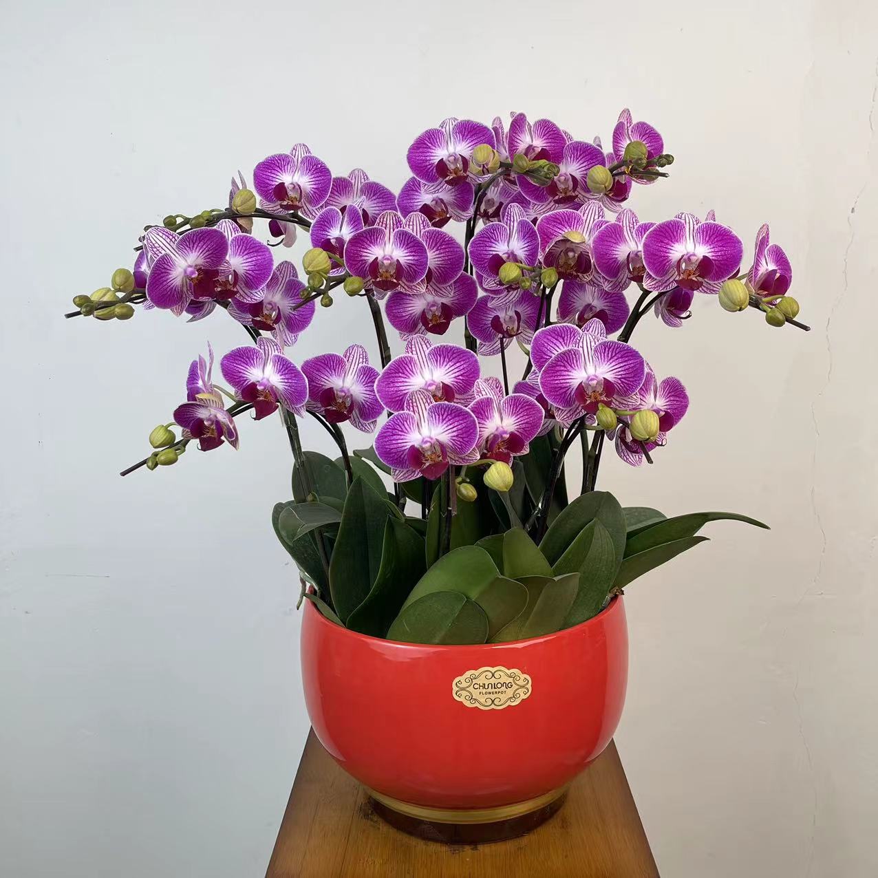 【成品发货】天堂鸟蝴蝶兰盆栽带花客厅花卉乔迁鲜花礼品年宵花成品