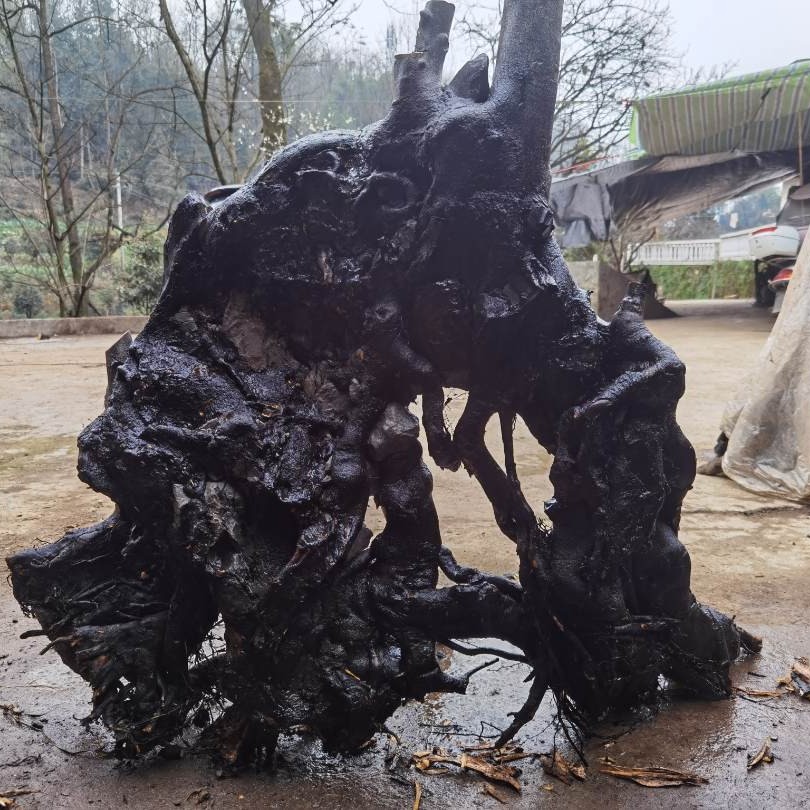 金弹子盆景素材 别墅盆栽 直播链接，