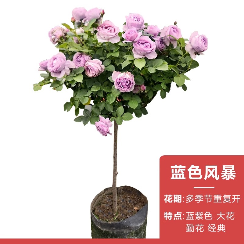 蓝色风暴四季花开棒棒糖