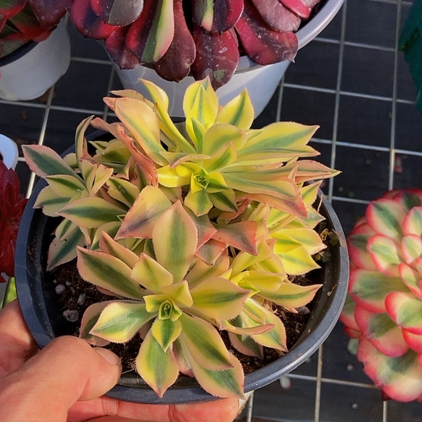 【闪购商品】12345678