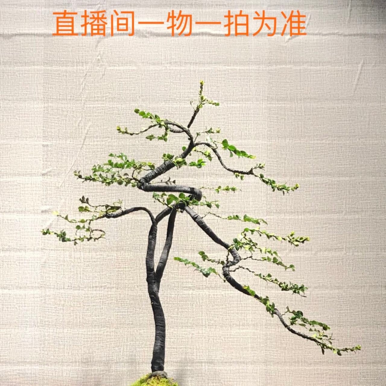 黑骨茶盆景（直播间以一物一拍为准）