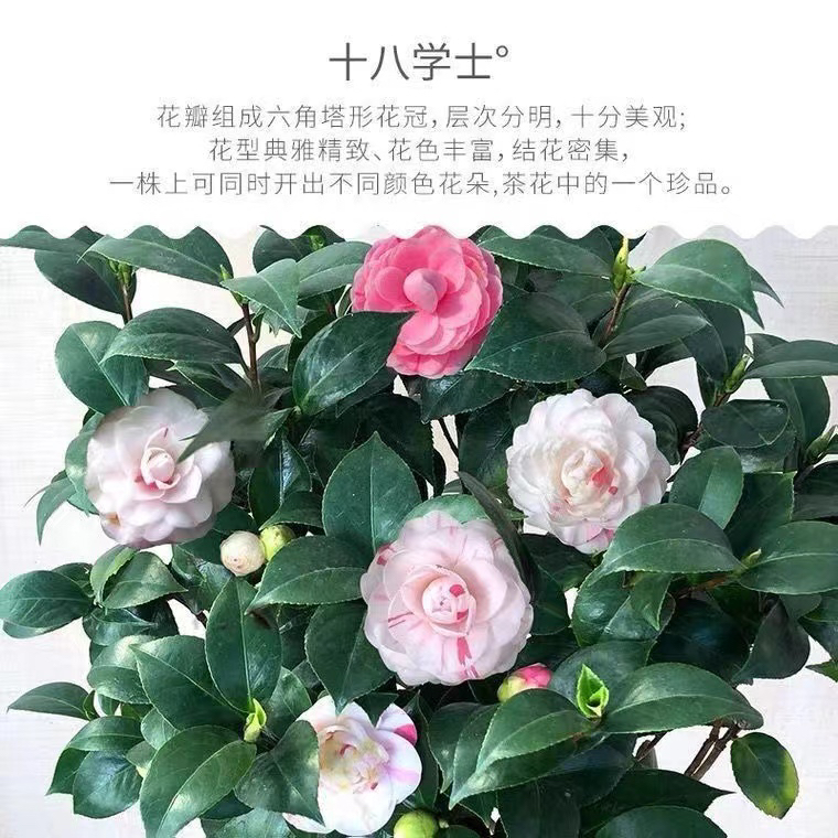 多色的品种茶花。经典多色茶花，