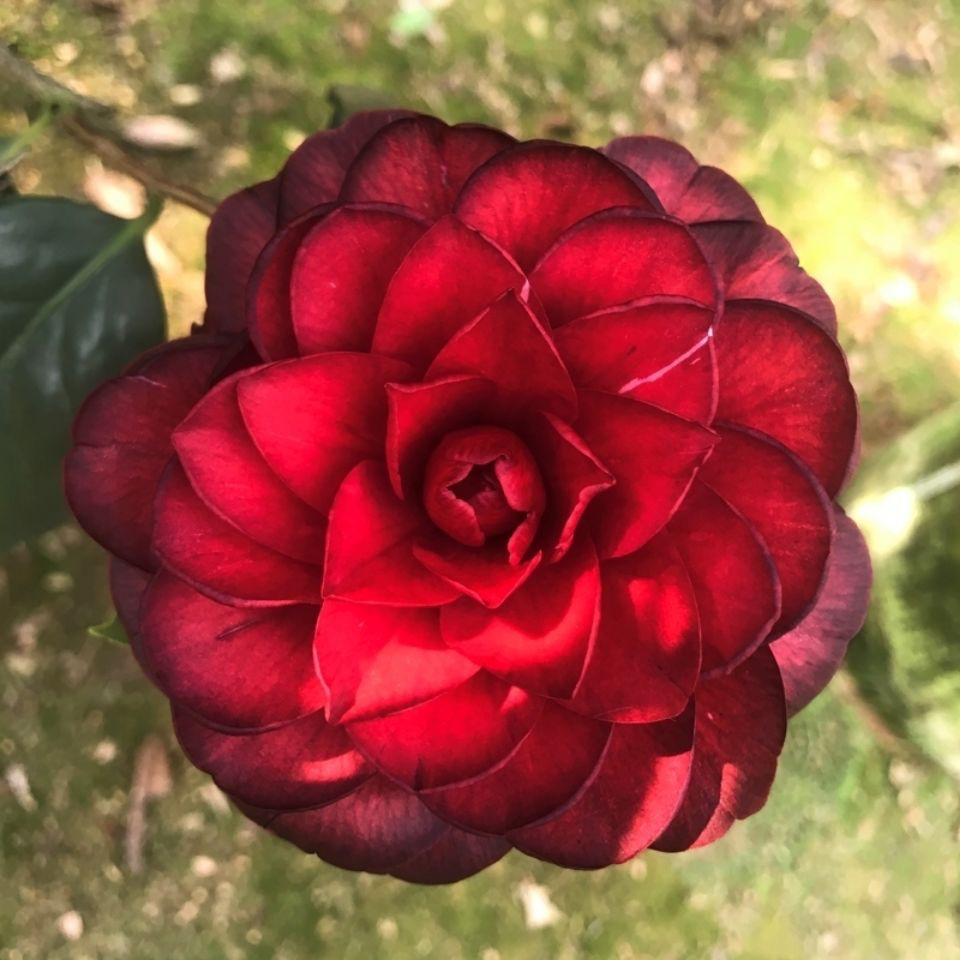 五色赤丹茶花，一款多色的绿植。