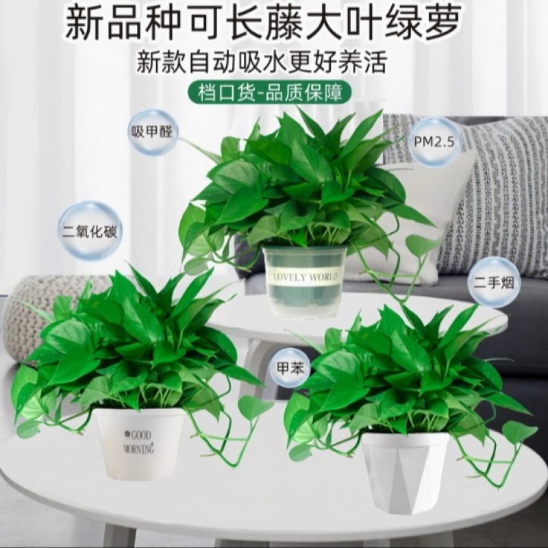 非金属珐琅 XH时尚赠D53X