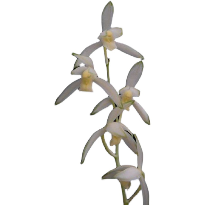 正品兰建兰四季兰素心浓香青山玉泉原生老种