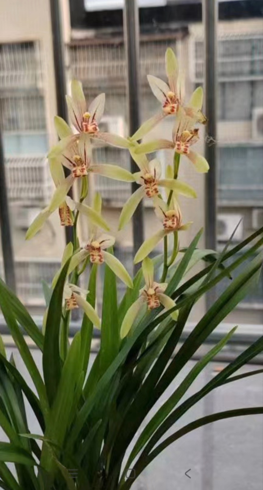 新品精选绿植四季蝶