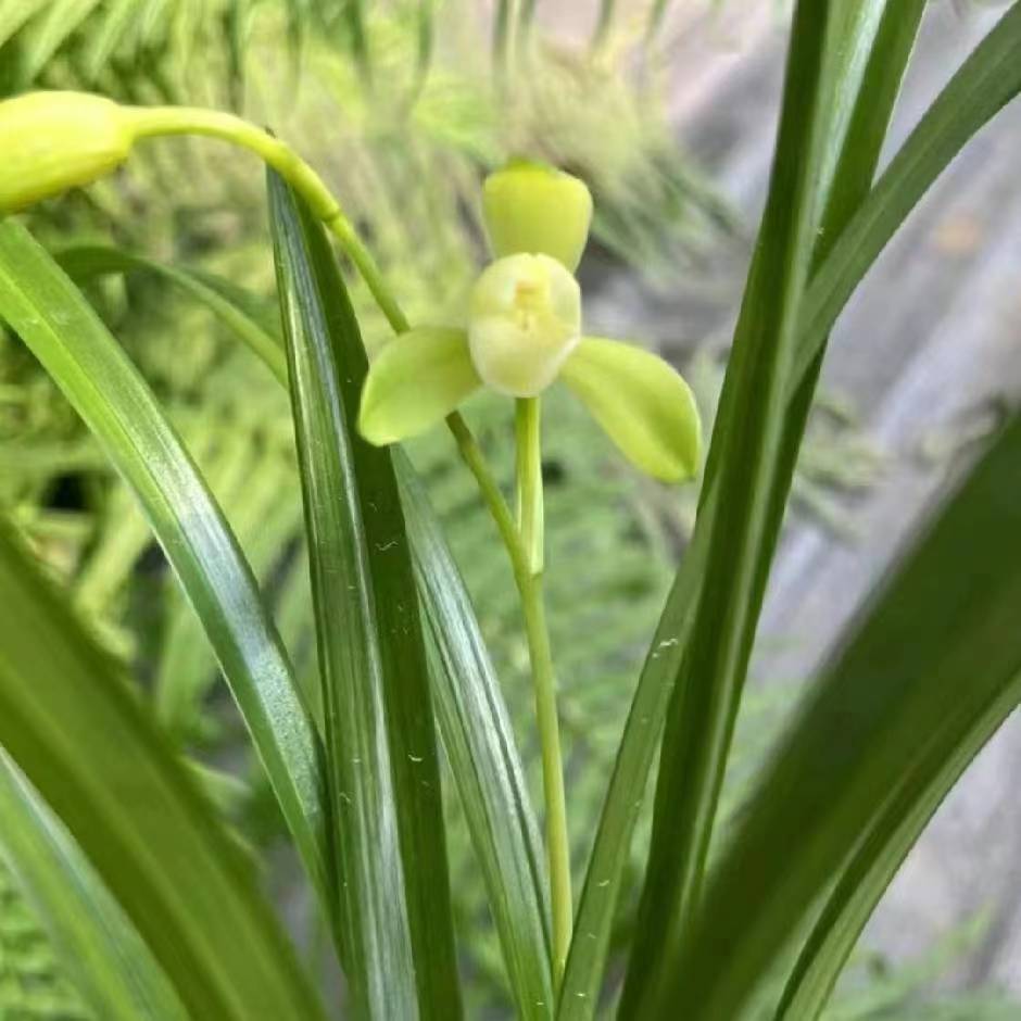 新品精选绿植素荷