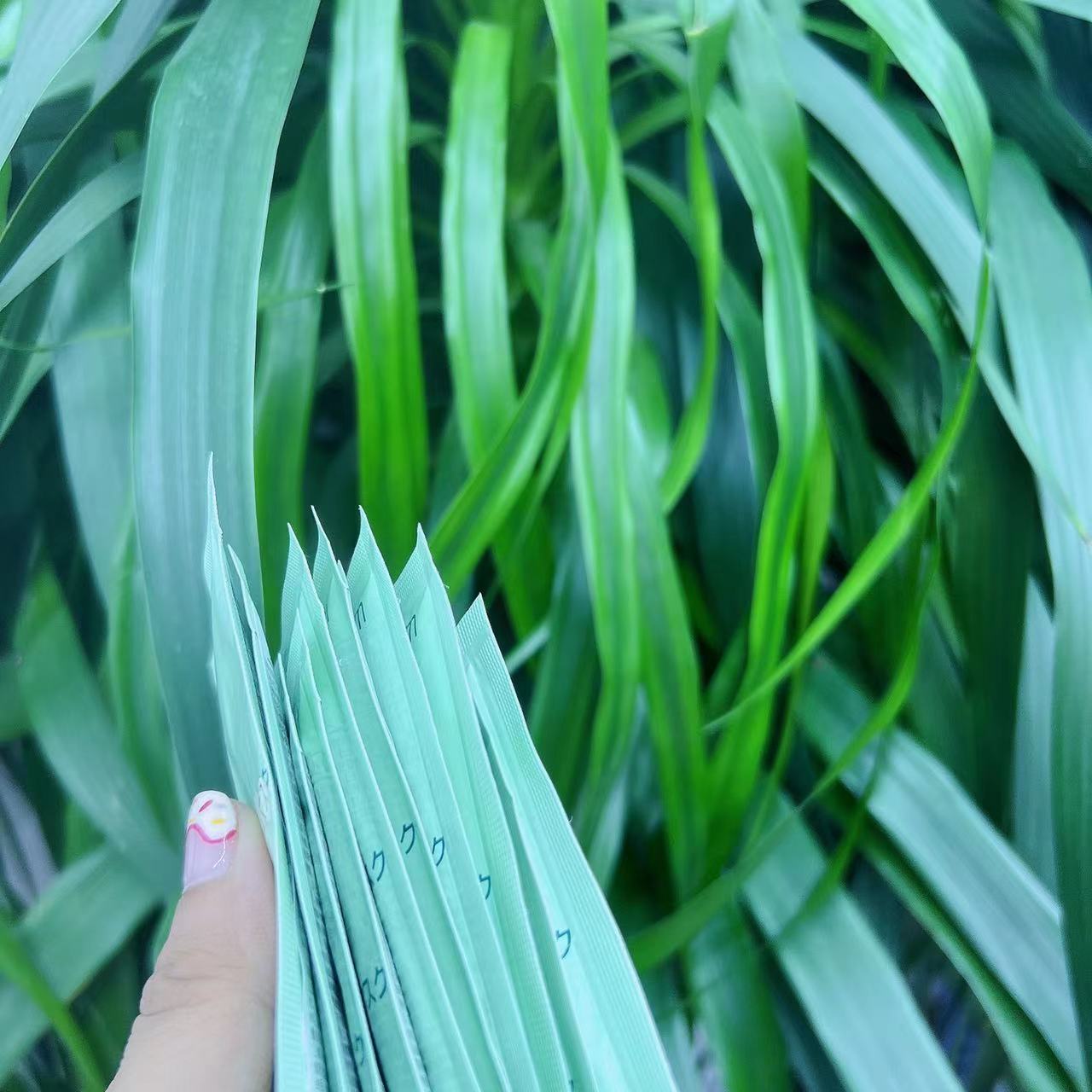 【460倍巨补水！！】复复涂抹面膜 干皮亲妈呀 ！软软嫩嫩！