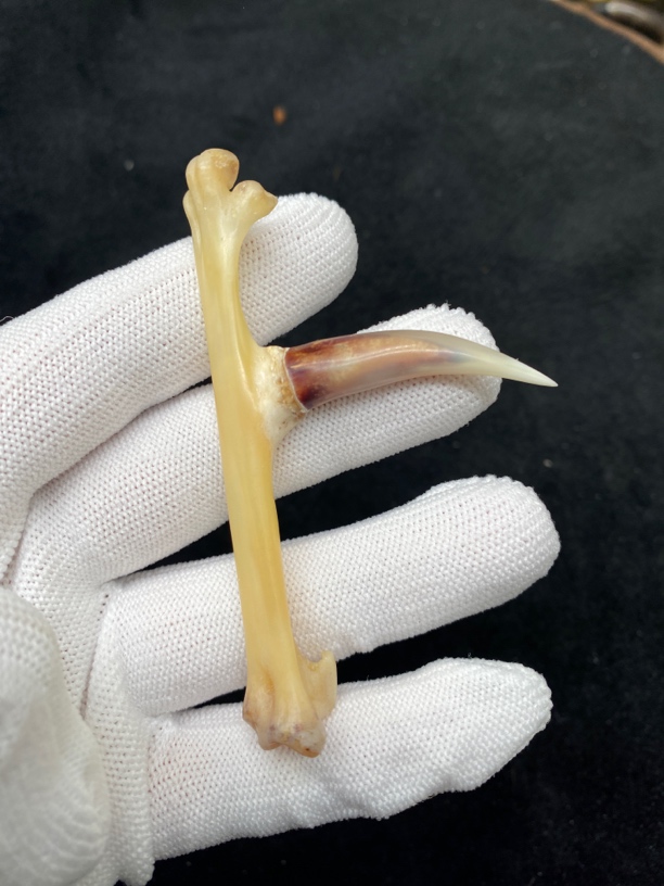 鸡爪骨，鸡蹬子钥匙扣，下单带保养油装饰品手套