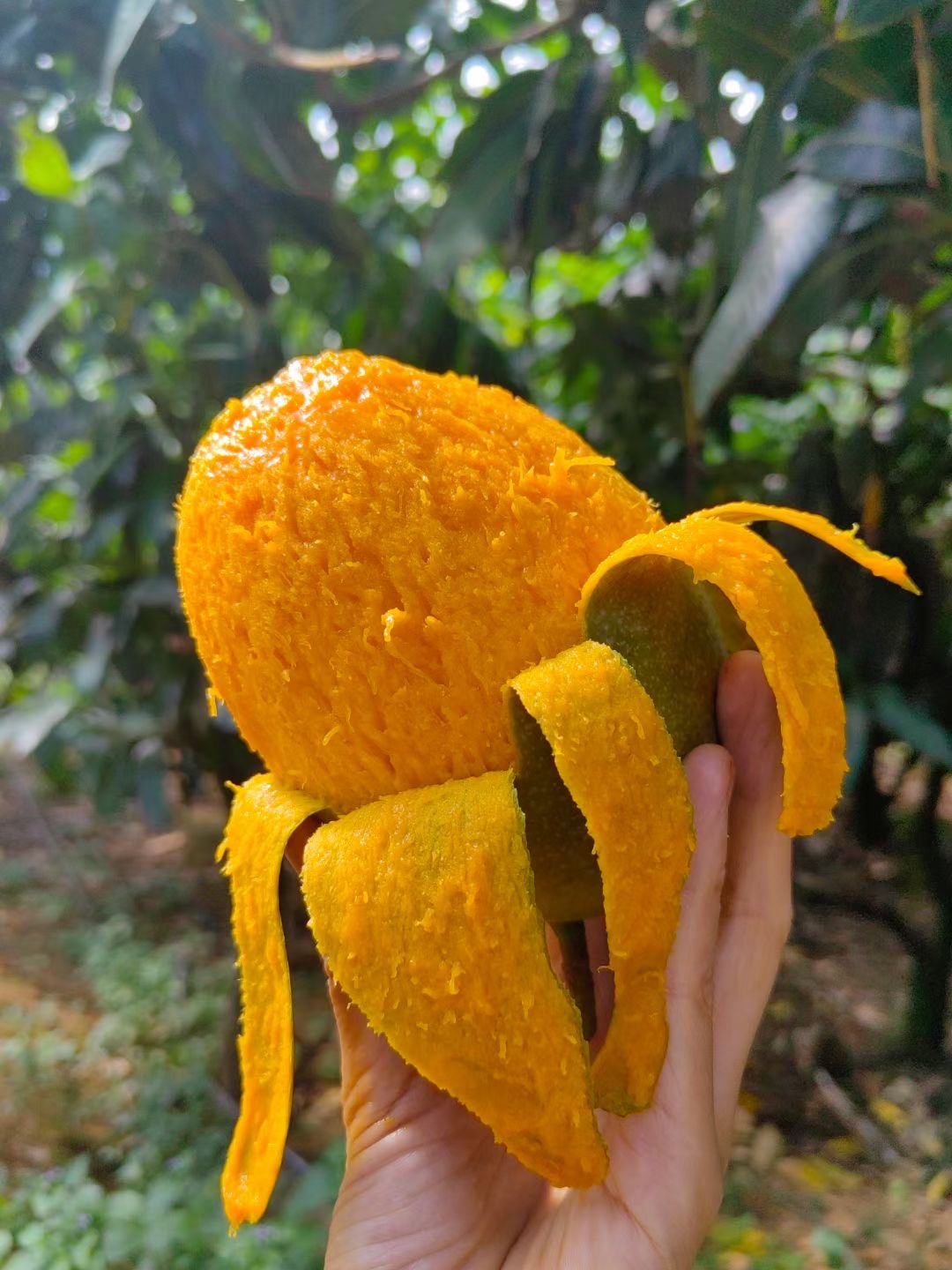 攀枝花凯特芒果，现摘现卖，凯特晚熟，自己吃划算，超级大个