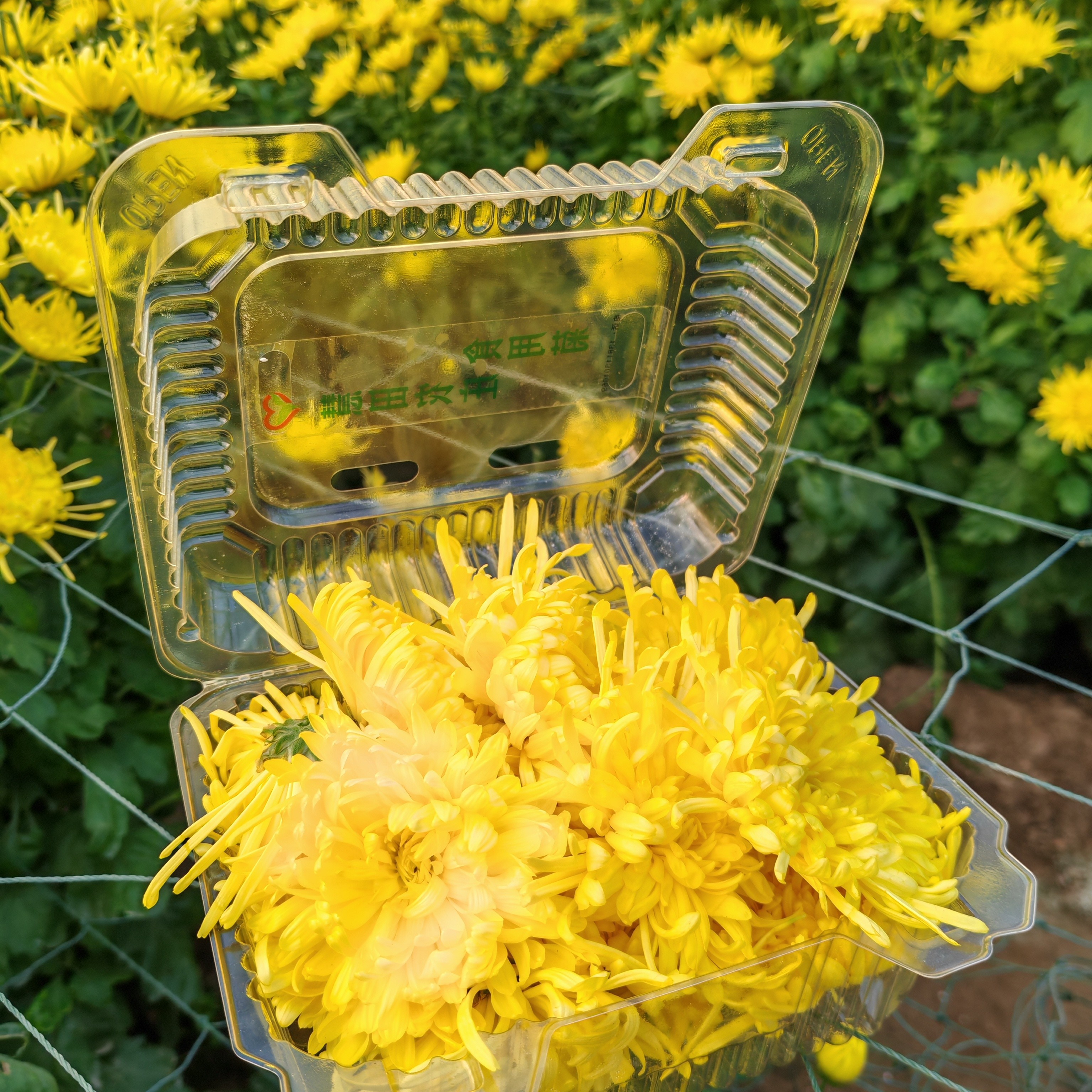 鲜茶菊，鲜菊花沏茶，花香浓郁。图中0.5斤两盒约30朵