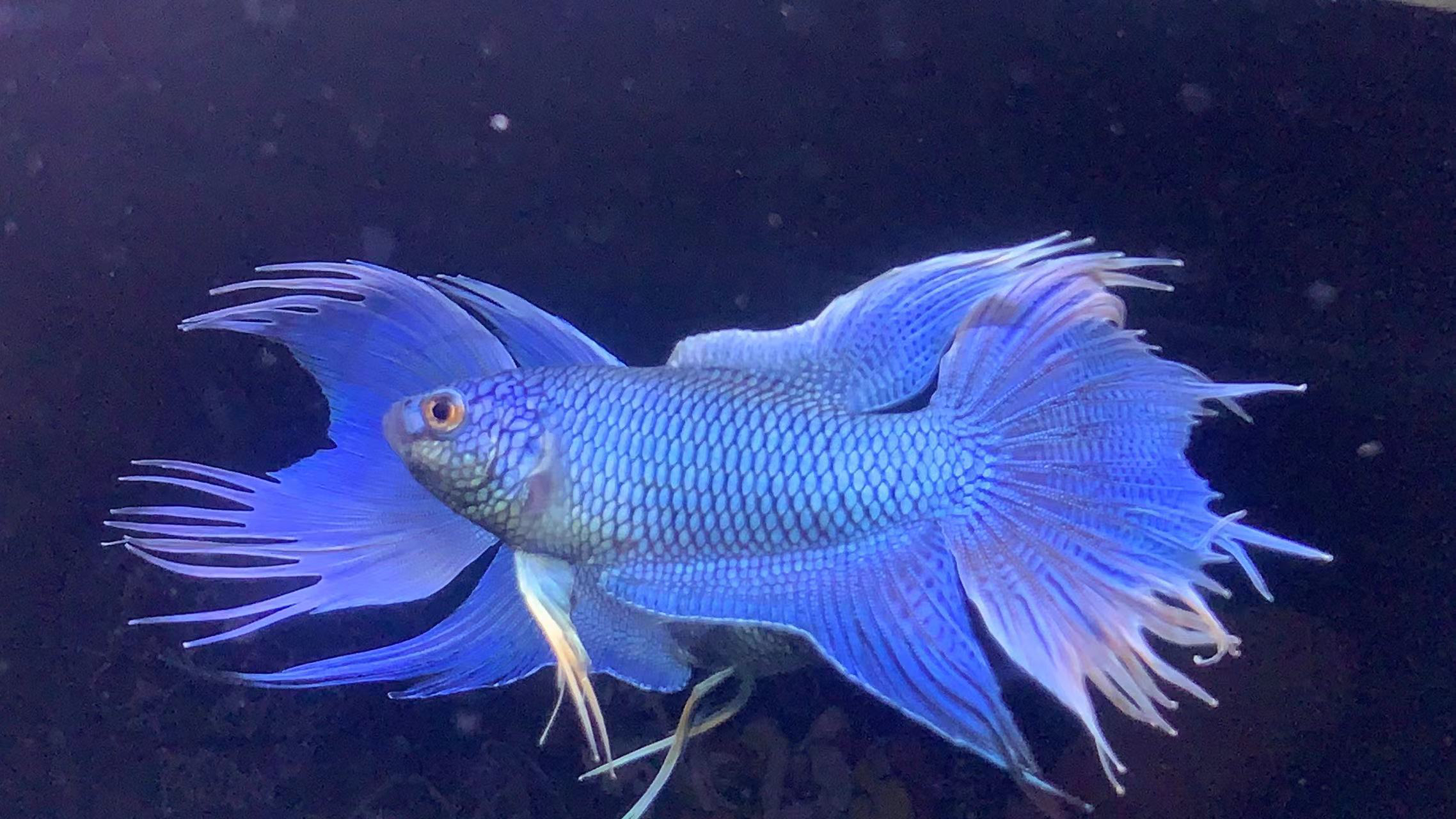 中国斗鱼活体活鱼无纹蓝蓝蛇黄金白化蓝小型耐养淡水冷水观赏鱼