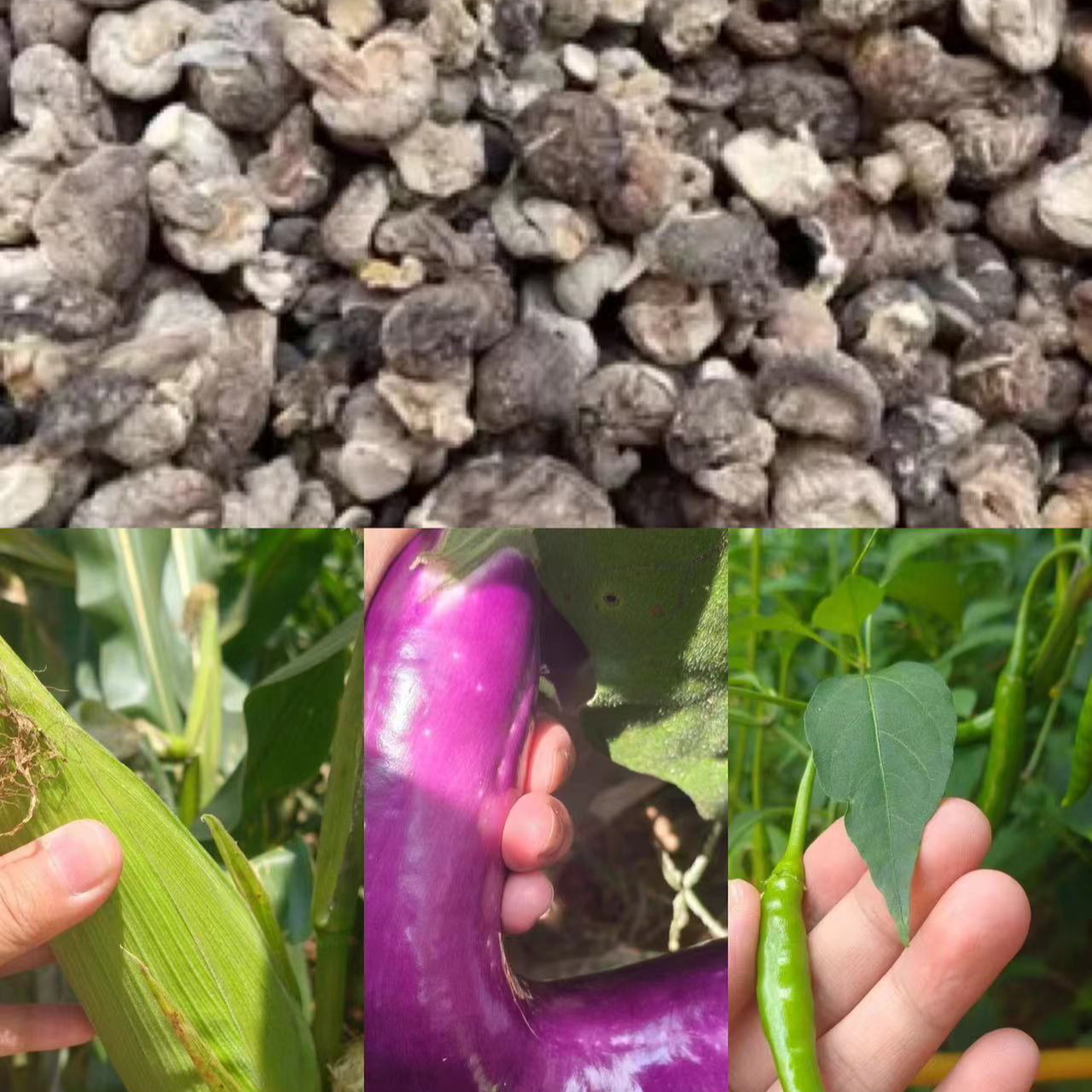 【香菇】净重-250g