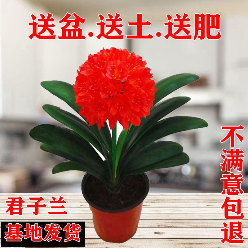 【精品推荐】君子兰花君子兰盆栽君子兰苗四季常青植物蝴蝶兰花苗