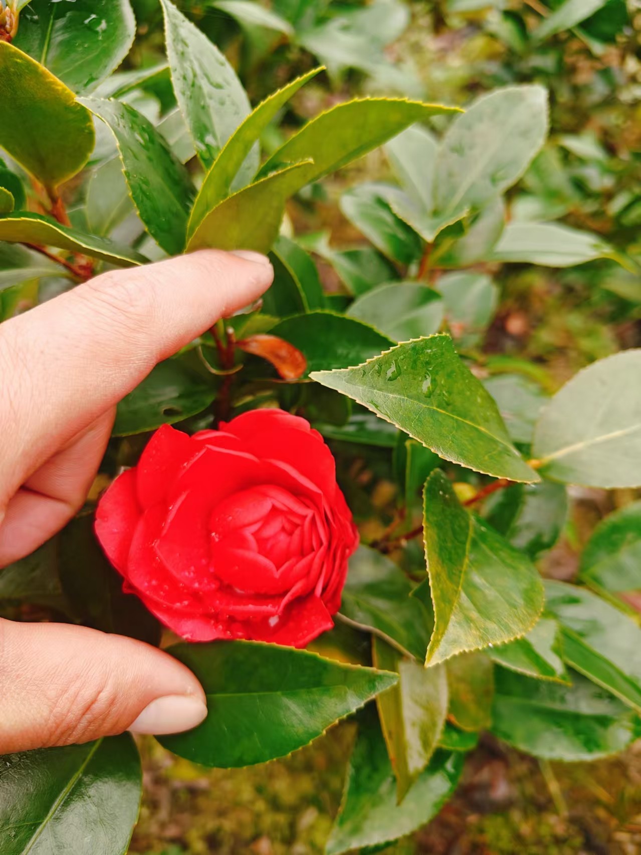 （统拍特价）一颗室外盆栽种植带土球绿植花卉绿植盆栽茶花香妃茶花