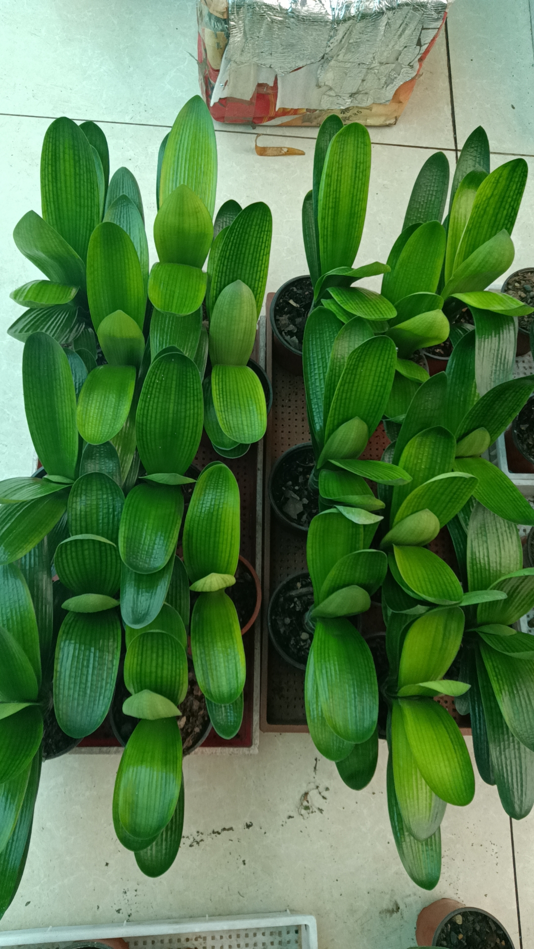 六哥君子兰拍花链接