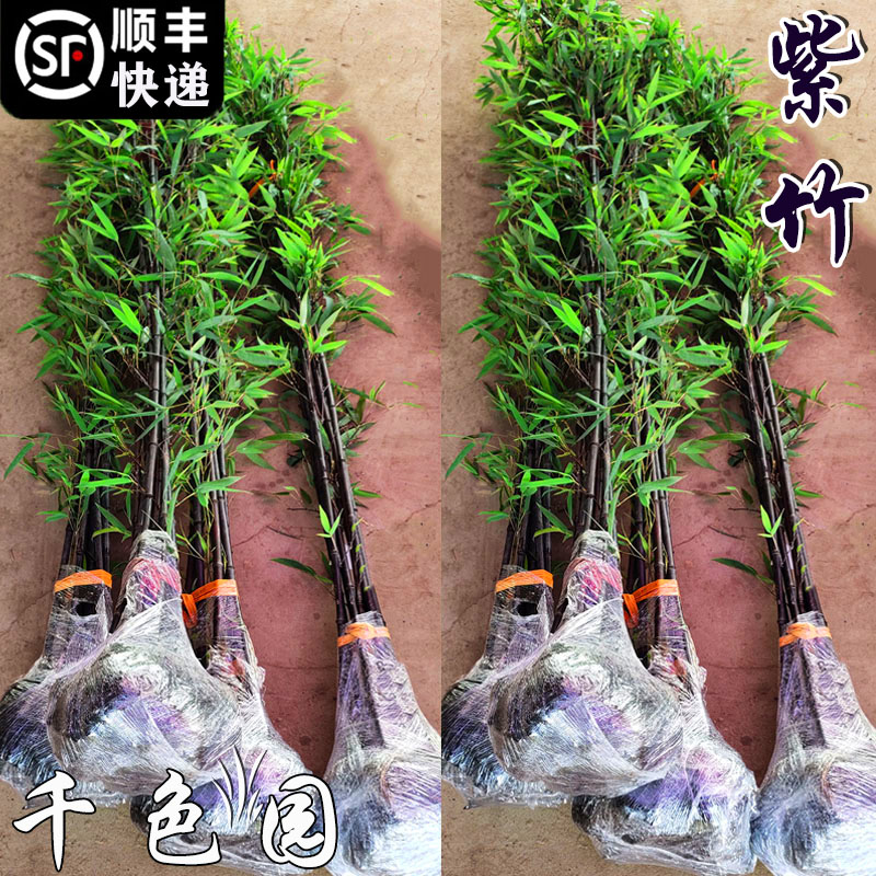 精品紫竹竹子苗庭院室内盆栽户外地栽好种植又叫墨竹黑竹自然快好