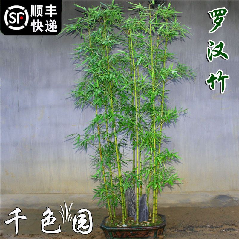 竹子苗植物庭院名贵罗汉竹室内室外四季户外观赏竹景观竹盆栽绿植
