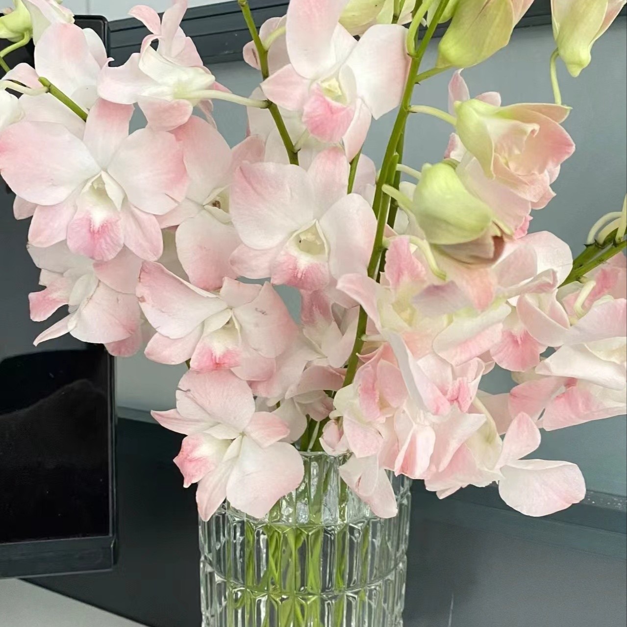 【董小姐】 精选 洋兰 鲜切花插画花束