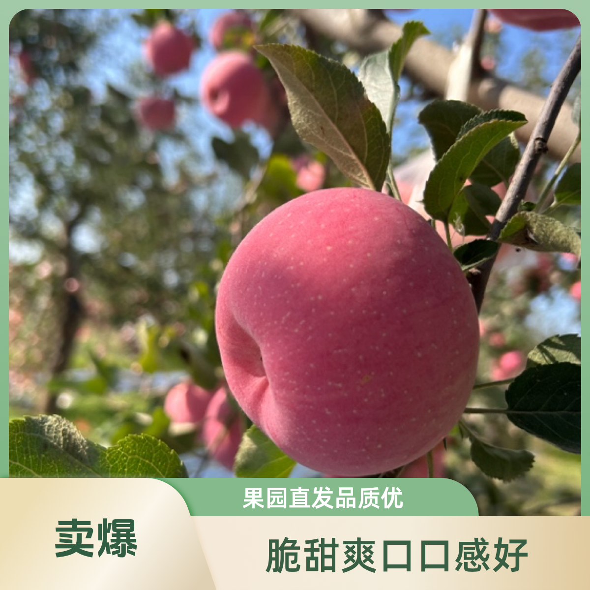 冉样正宗庆阳头茬“富士苹果”肉质脆甜，皮薄爽口自家果园现摘现发