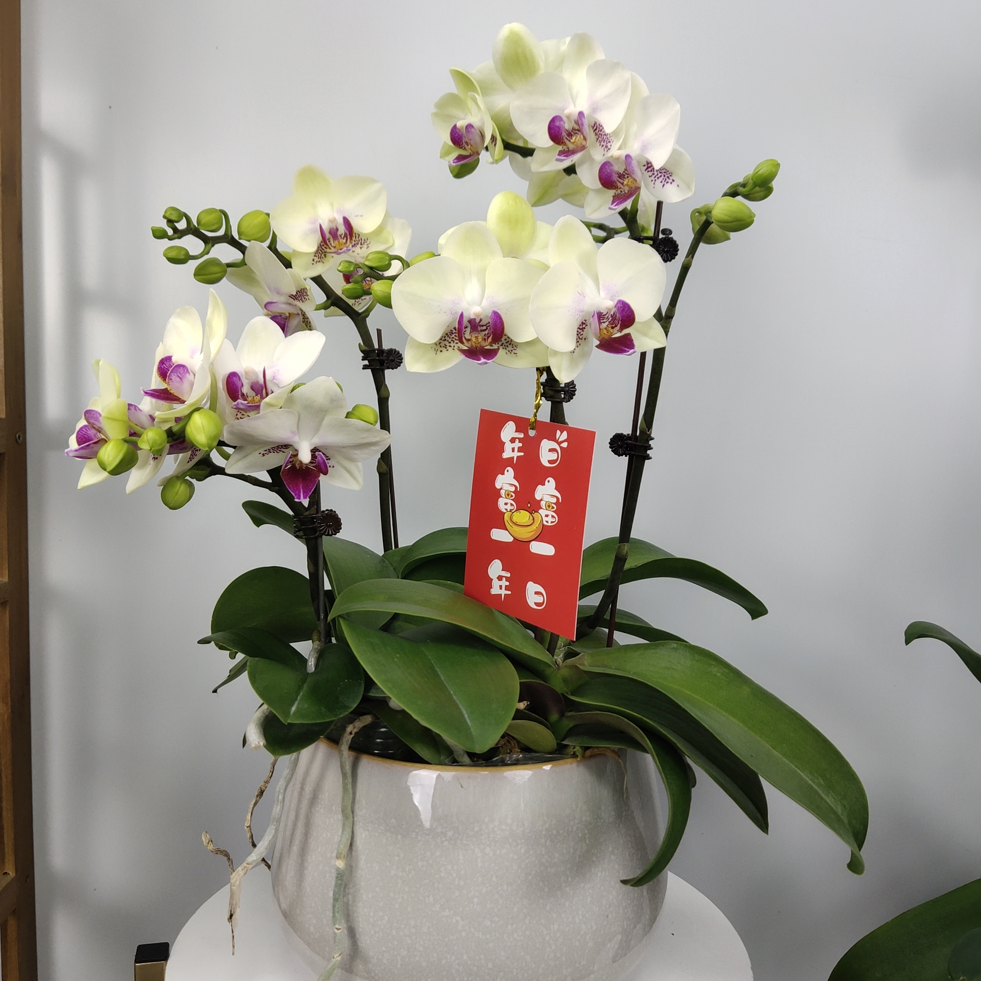 一木甄选【绿熊】蝴蝶兰轻奢室内绿植花卉艺术高级盆栽绿植