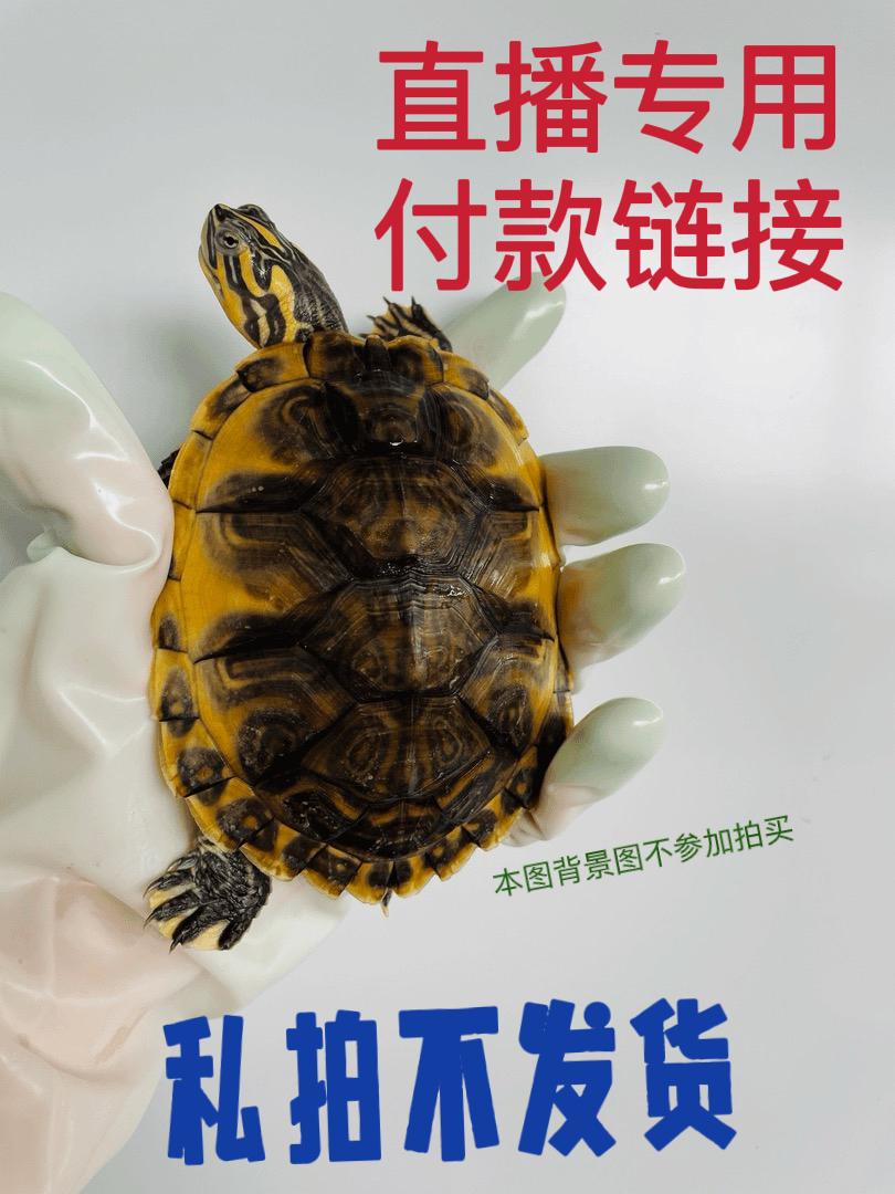 火焰龟金边苗发色好看互动性强易养龟宠物