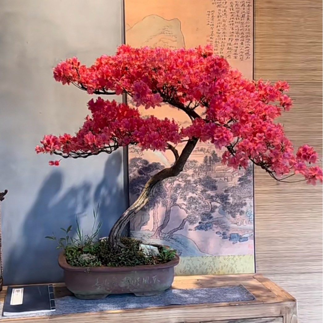 映山红盆景 直播间拍