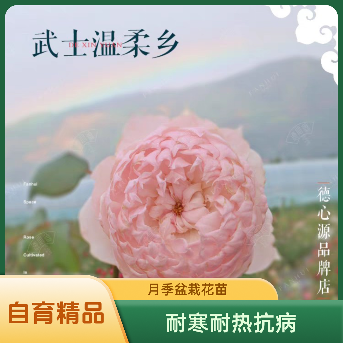 武士温柔乡/德心源自育四季勤花粉色香耐寒耐热抗病月季盆栽花苗