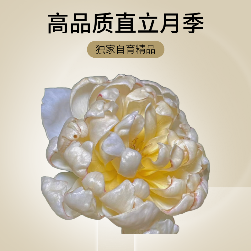 樊卉社【直播链接】德心源苗灌木浓香大花直立月季盆栽花卉玫瑰